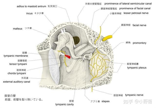 是一種以原發性骨迷路包囊海綿樣變性為病理特徵的內耳疾病