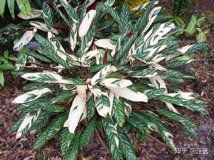 艳锦竹芋三色竹芋与紫背栉花竹芋