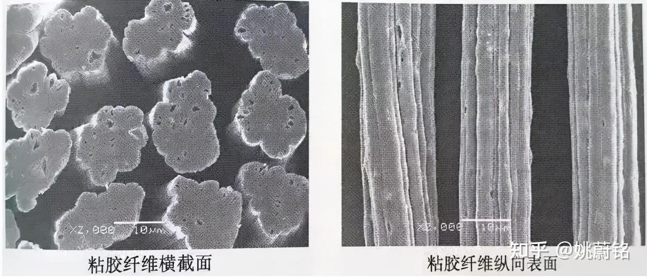 胶原纤维显微镜图片图片