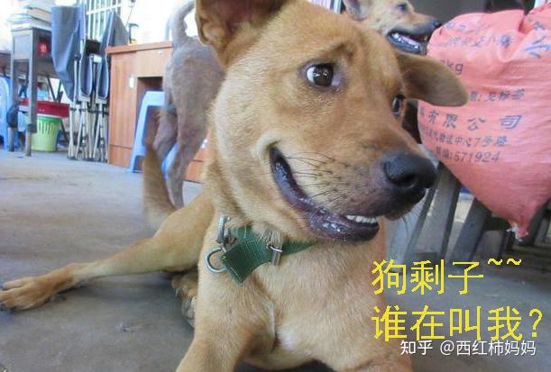 比如:狗剩子,二驴子,旺财,捡弟,这类名字乍一听,就给人一种特别别扭的