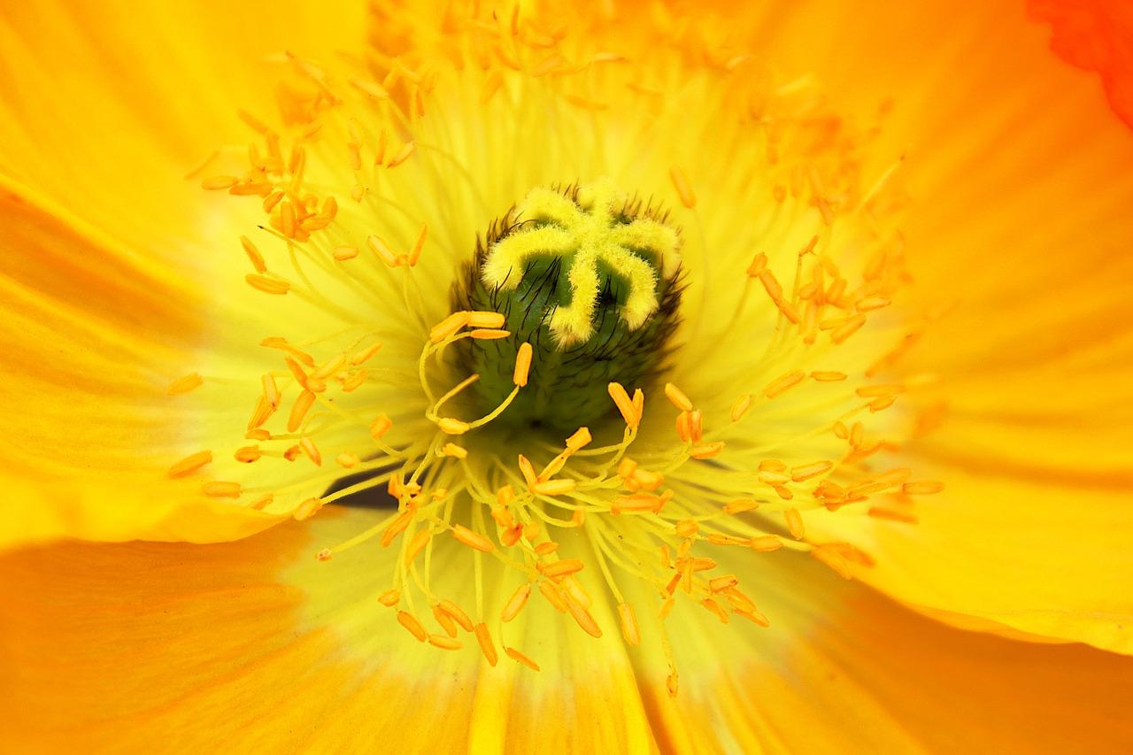 蜂花粉的来源与种类 涨知识 知乎