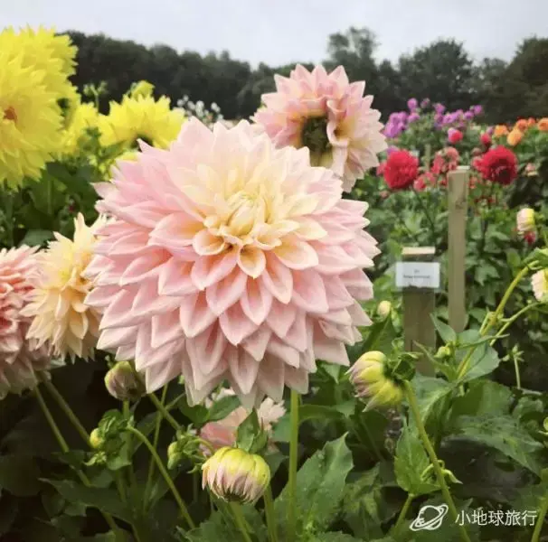 罂粟花,大丽花,风信子,黄水仙……英国花季花期独家盘点.