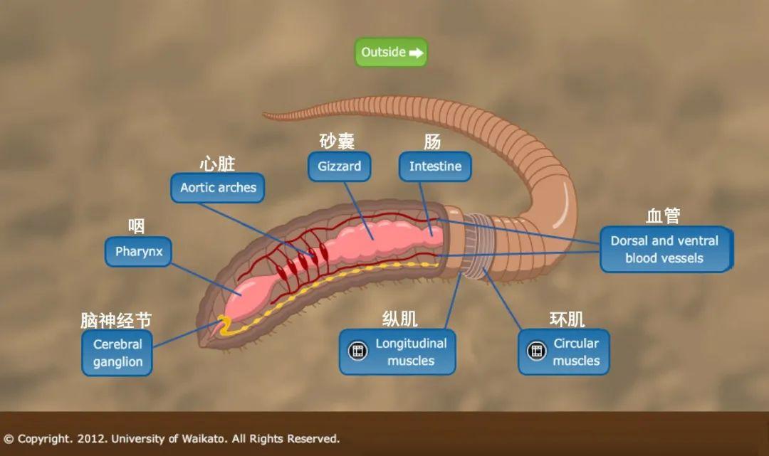 蚯蚓的身体结构图介绍图片