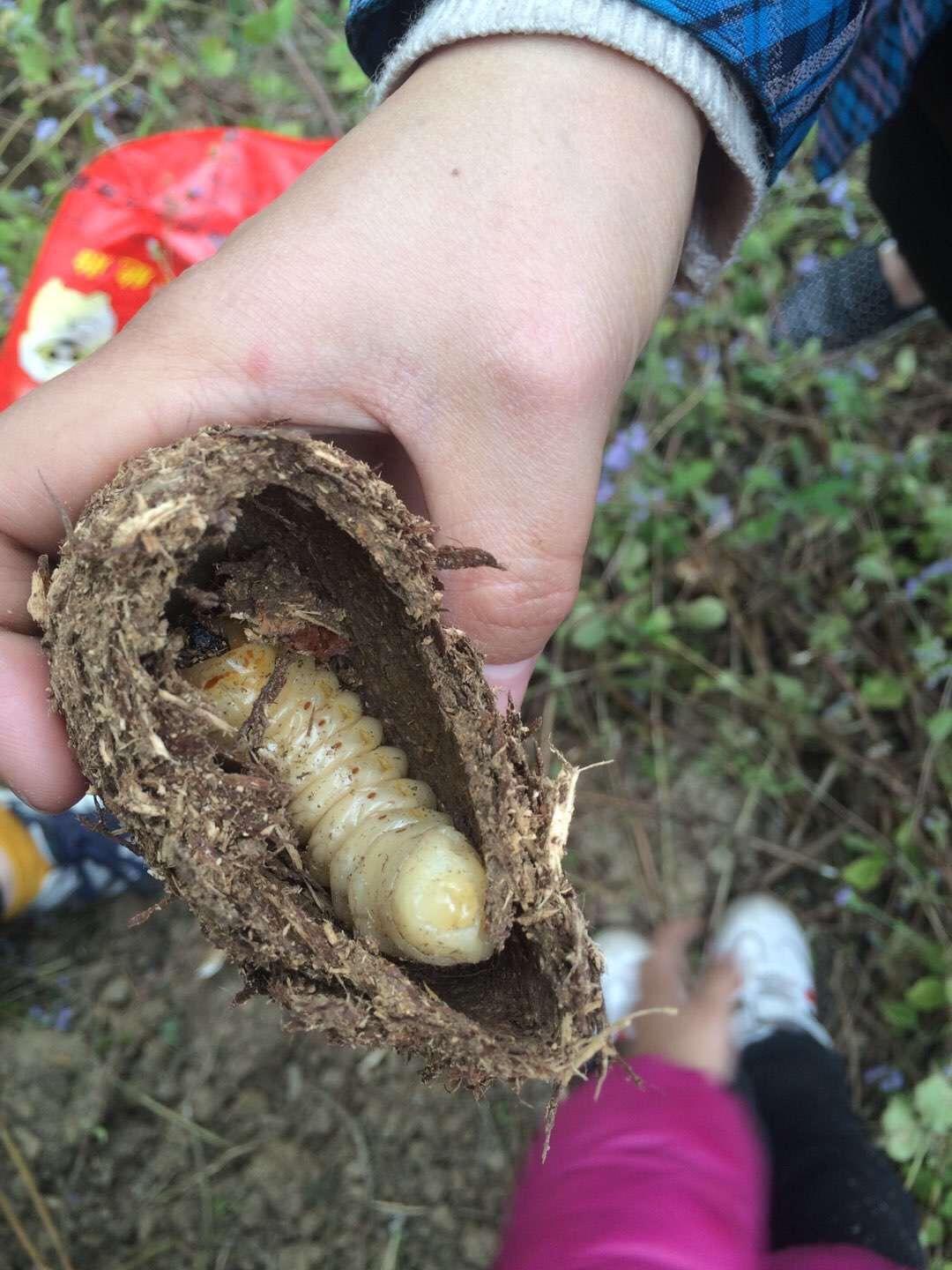 木头里面有一种白色的虫子,可以吃的谁知道叫什么? - 知乎