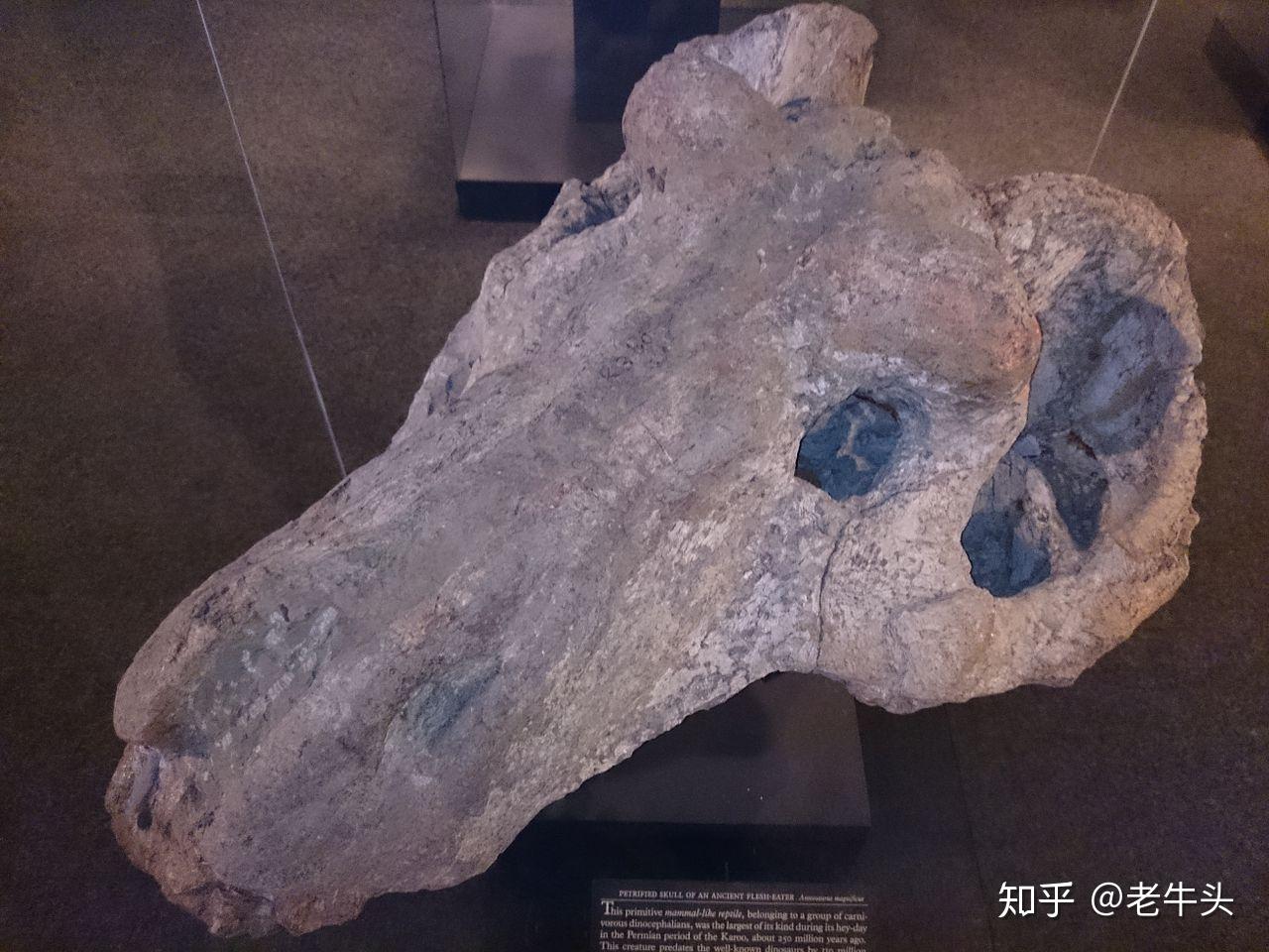 二叠纪的陆地霸主大型合弓类捕食者简介