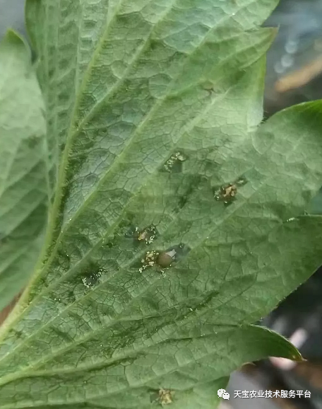 1,草莓芽枯病發病規律:致病菌為半知菌亞門的絲核菌,以菌絲體或菌核隨