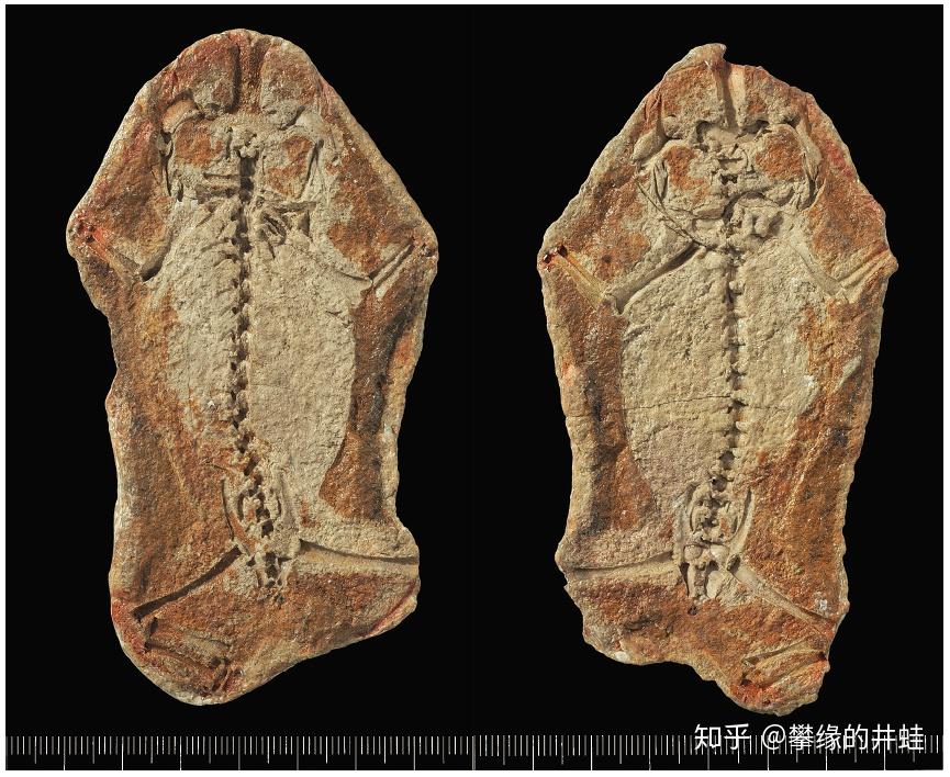 目前发现的最早的滑体两栖类:三叠尾蛙triadobatrachus massinoti化石