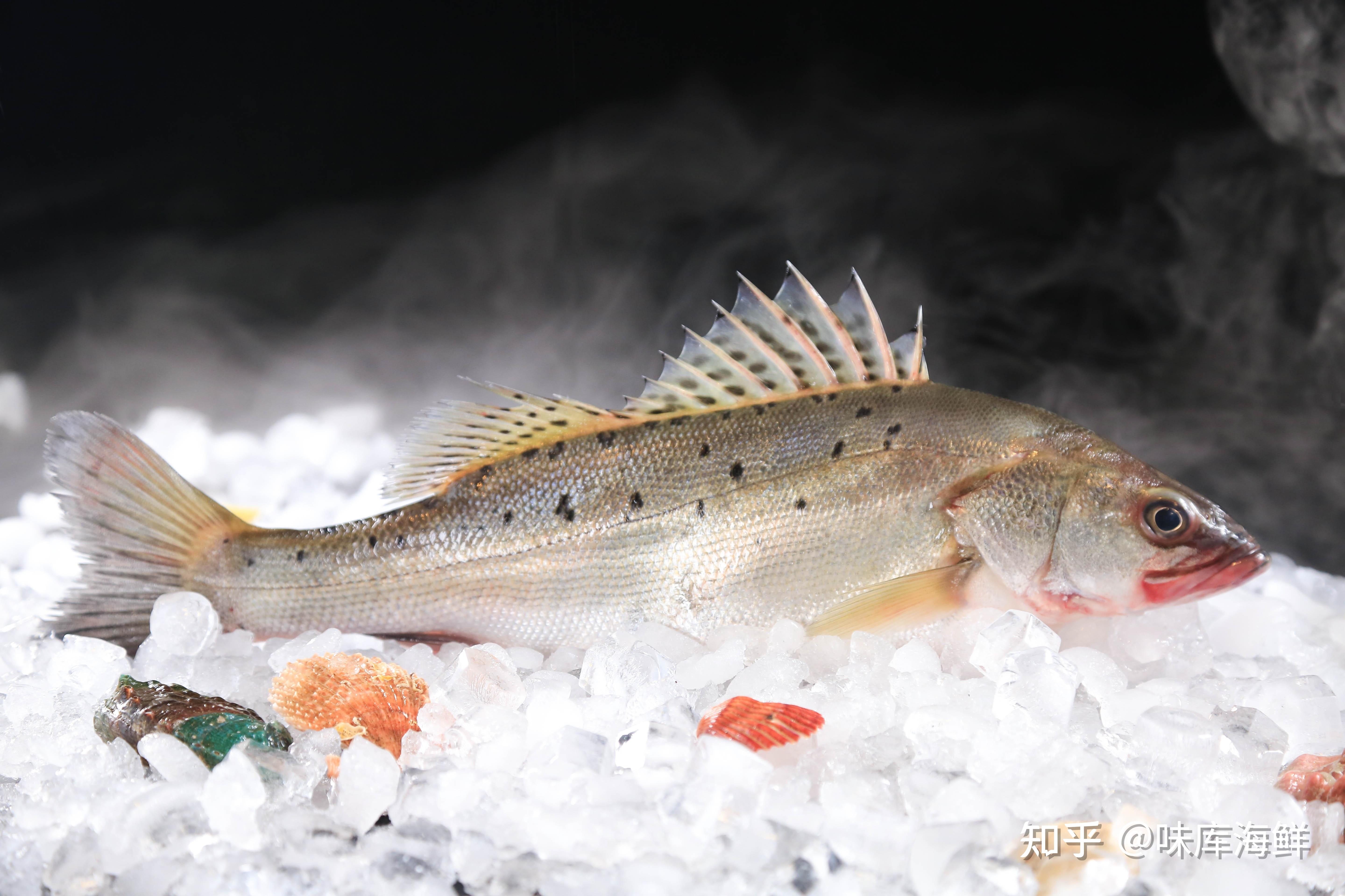 人们都说吃鱼眼睛对自己的眼睛好但你知道吗鱼生来就是近视眼