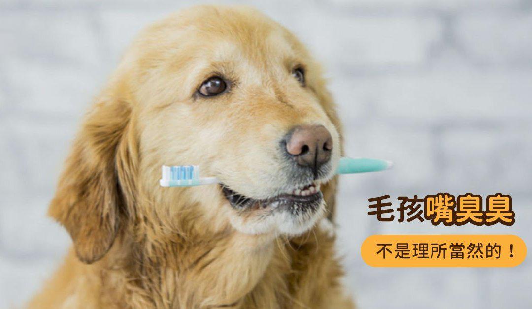 狗狗口臭怎么办 是什么原因导致口臭 怎么去除 知乎