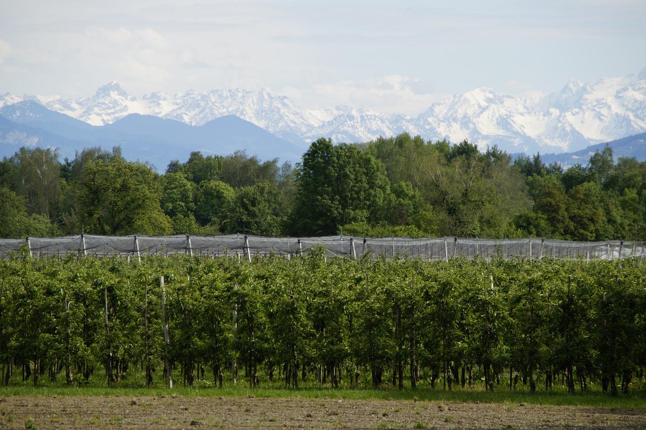 4. 北方耐寒林木种