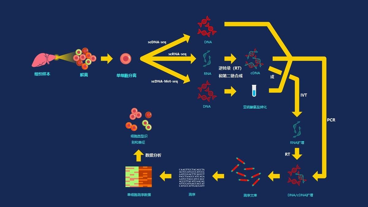 单细胞测序示意图图片