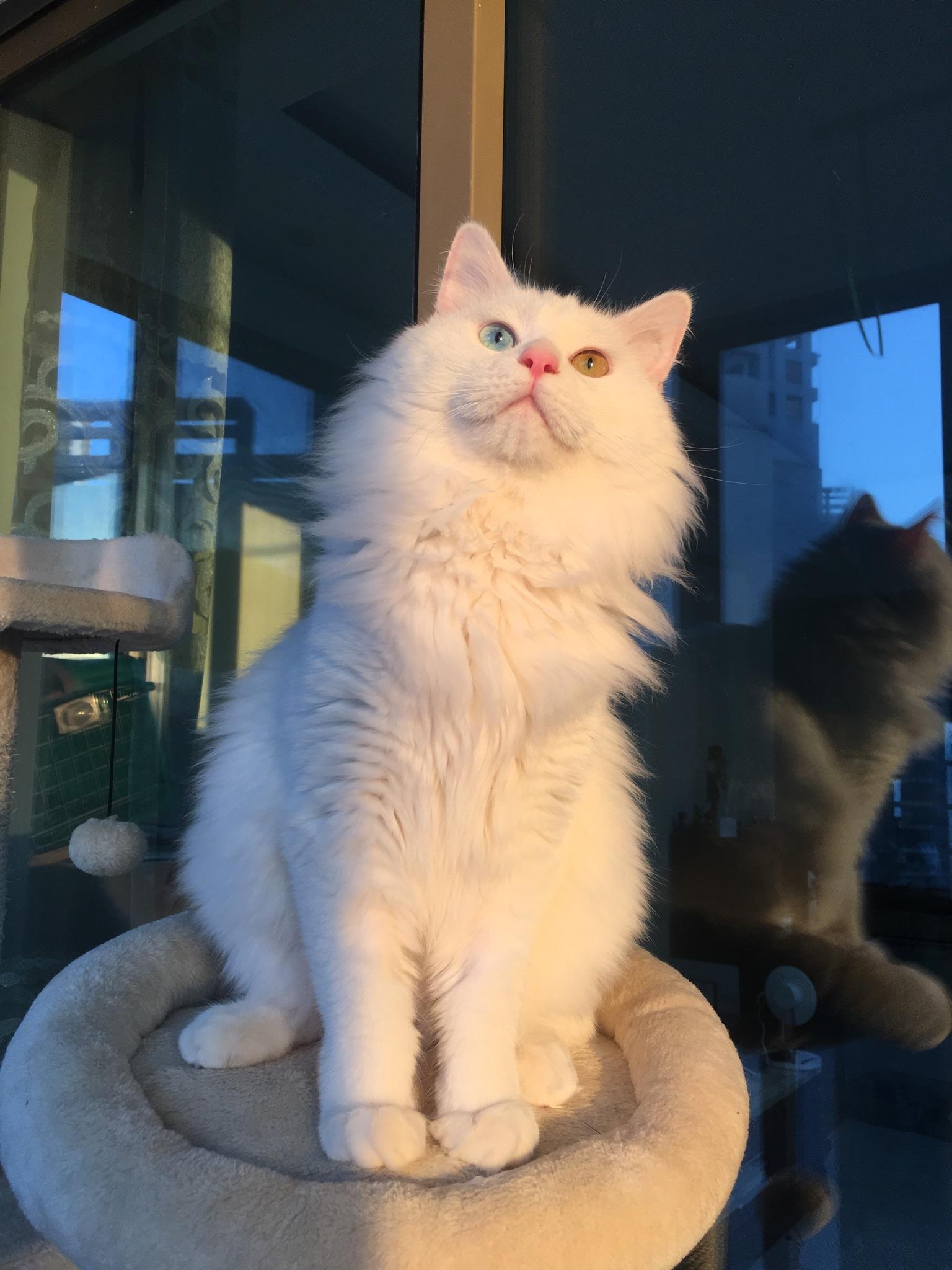 狮子猫喜欢掉毛吗