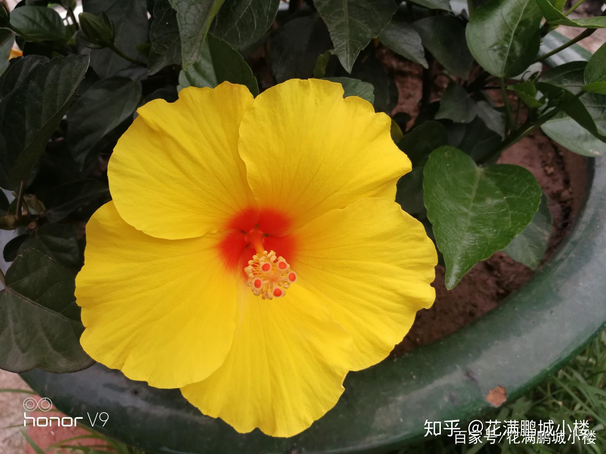 朱瑾花——花大艳丽又皮实耐晒 - 知乎