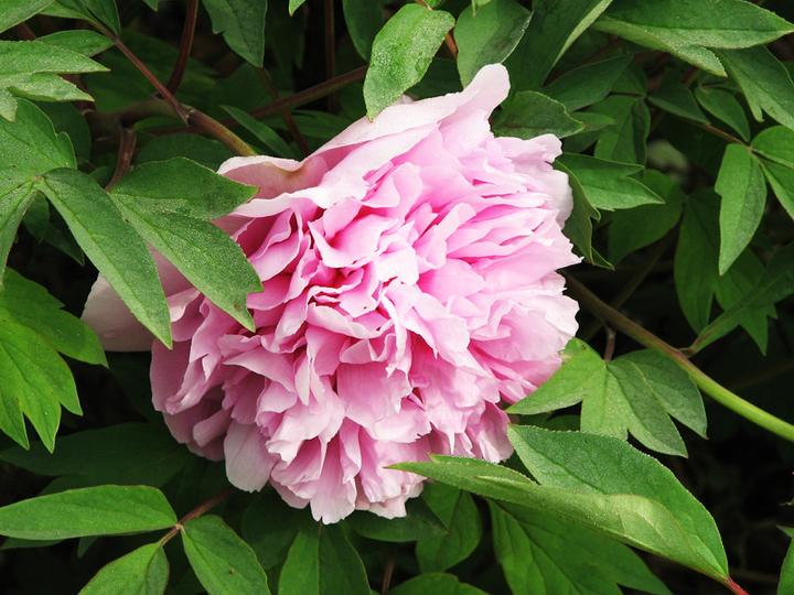 牡丹花的花语是什么 盘点八种牡丹花的花语 知乎