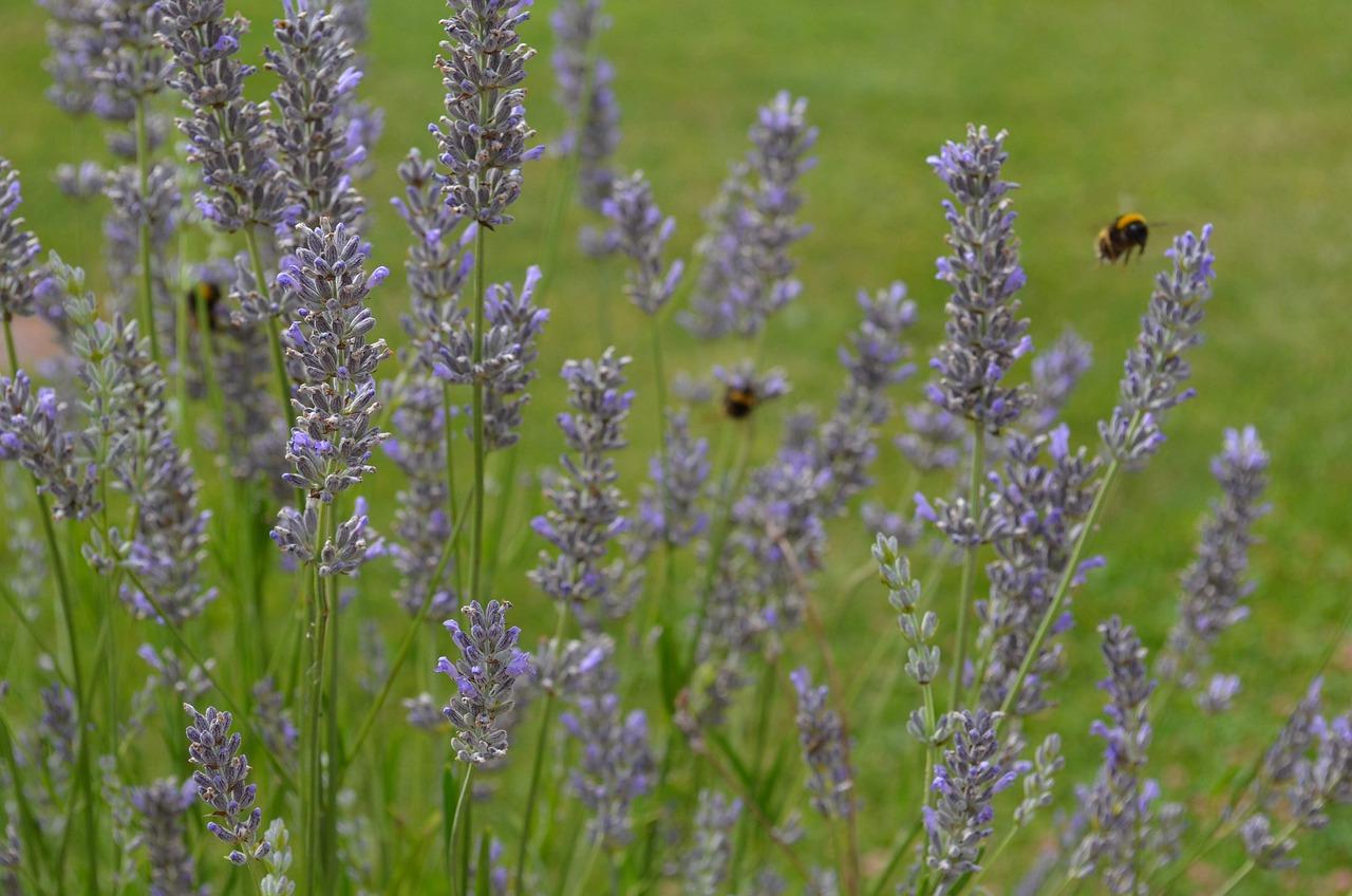 4. 专用授粉工具