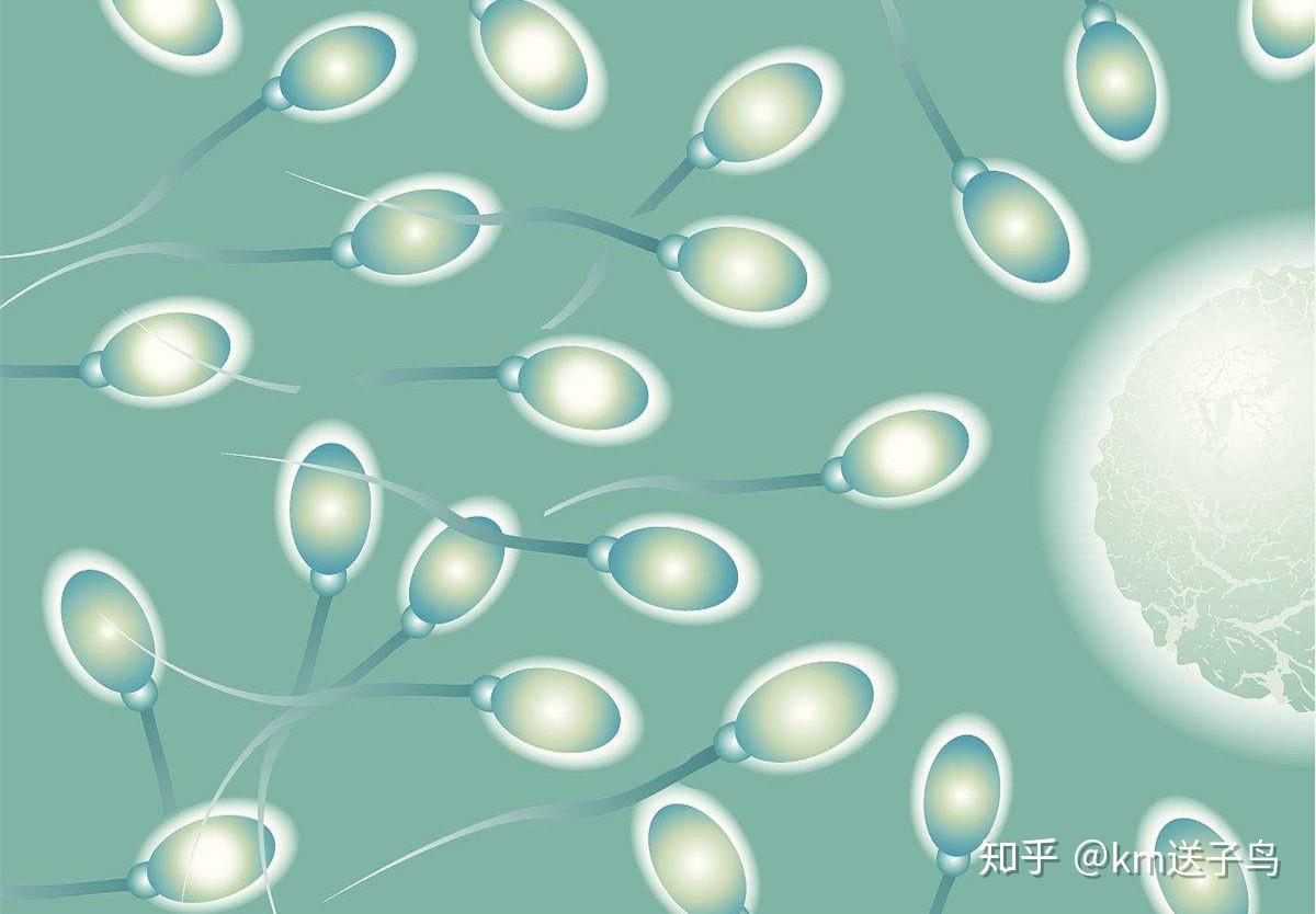 精子里有颗粒结晶,众多精子游向卵细胞 - 伤感说说吧