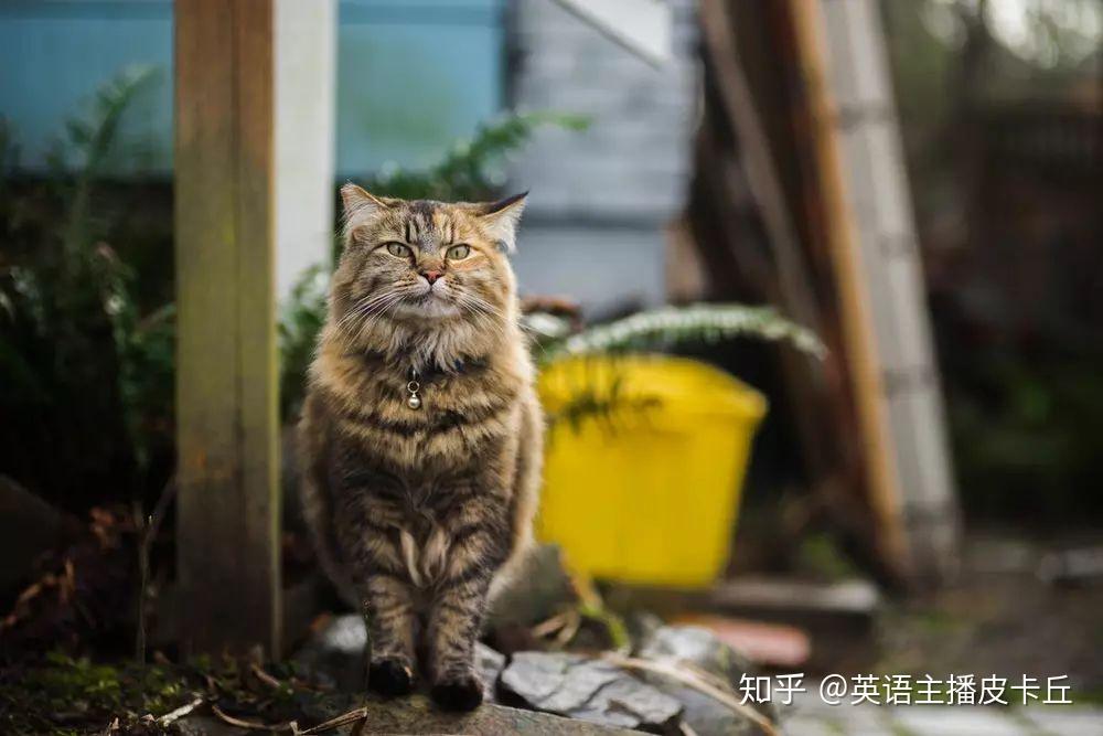 5,blind tom捉迷藏蒙住tom的眼睛,去玩捉迷藏.