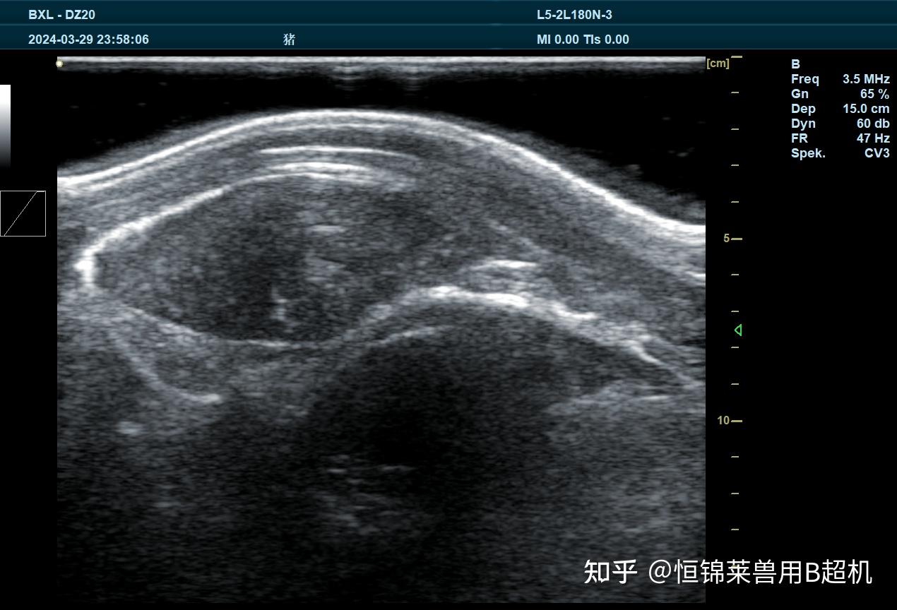 种猪育种如何检测背膘眼肌面积 - 知乎