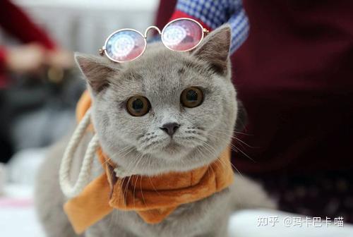 怎么看小猫会不会发腮 v2-7347912579747eec9f2d6712720ce33c_r.jpg