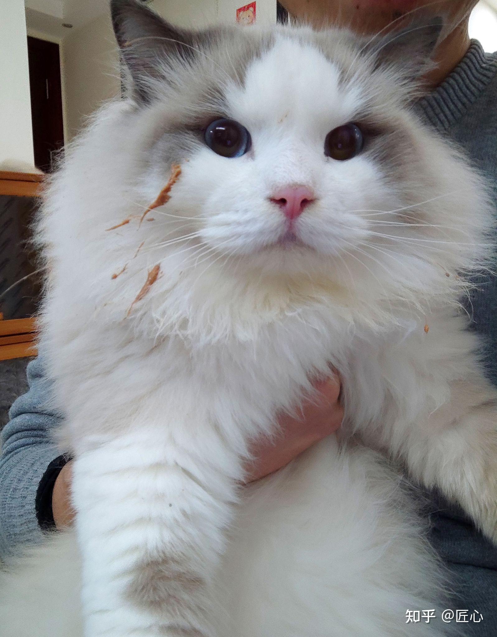 布偶猫又肥又胖智商又低,为什么还那么多人想养? - 知乎