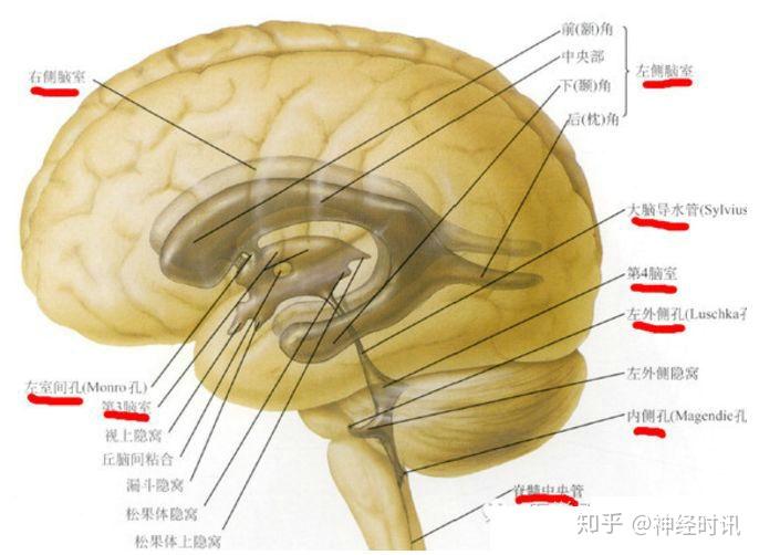 脑室 解剖及正常变异 - 知乎