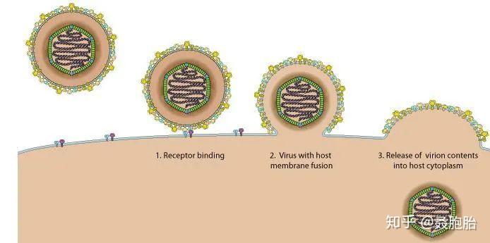 为什么蚊子不会感染病毒