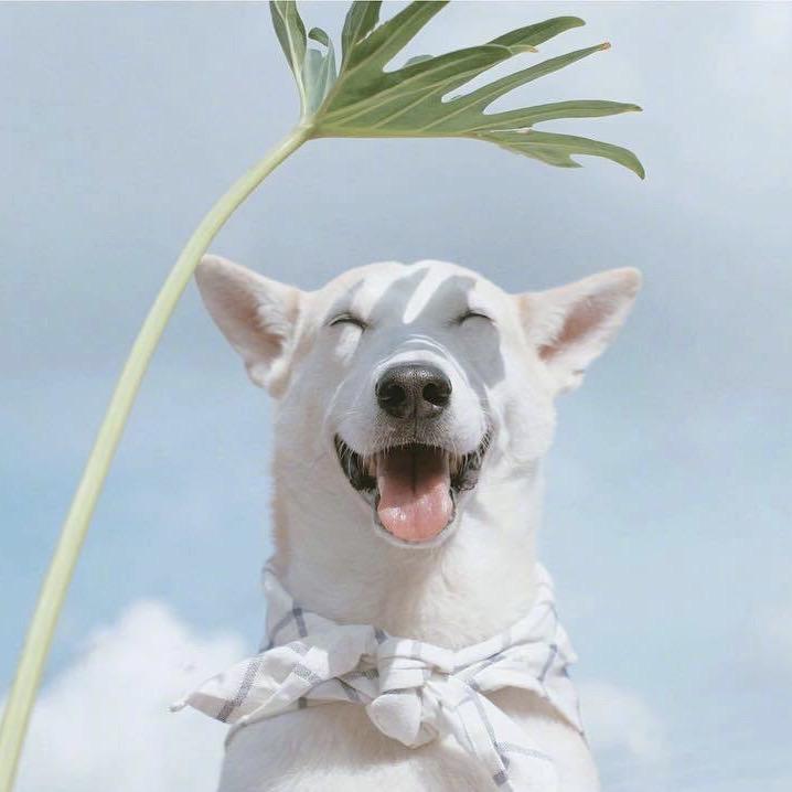 有没有可爱的狗狗头像