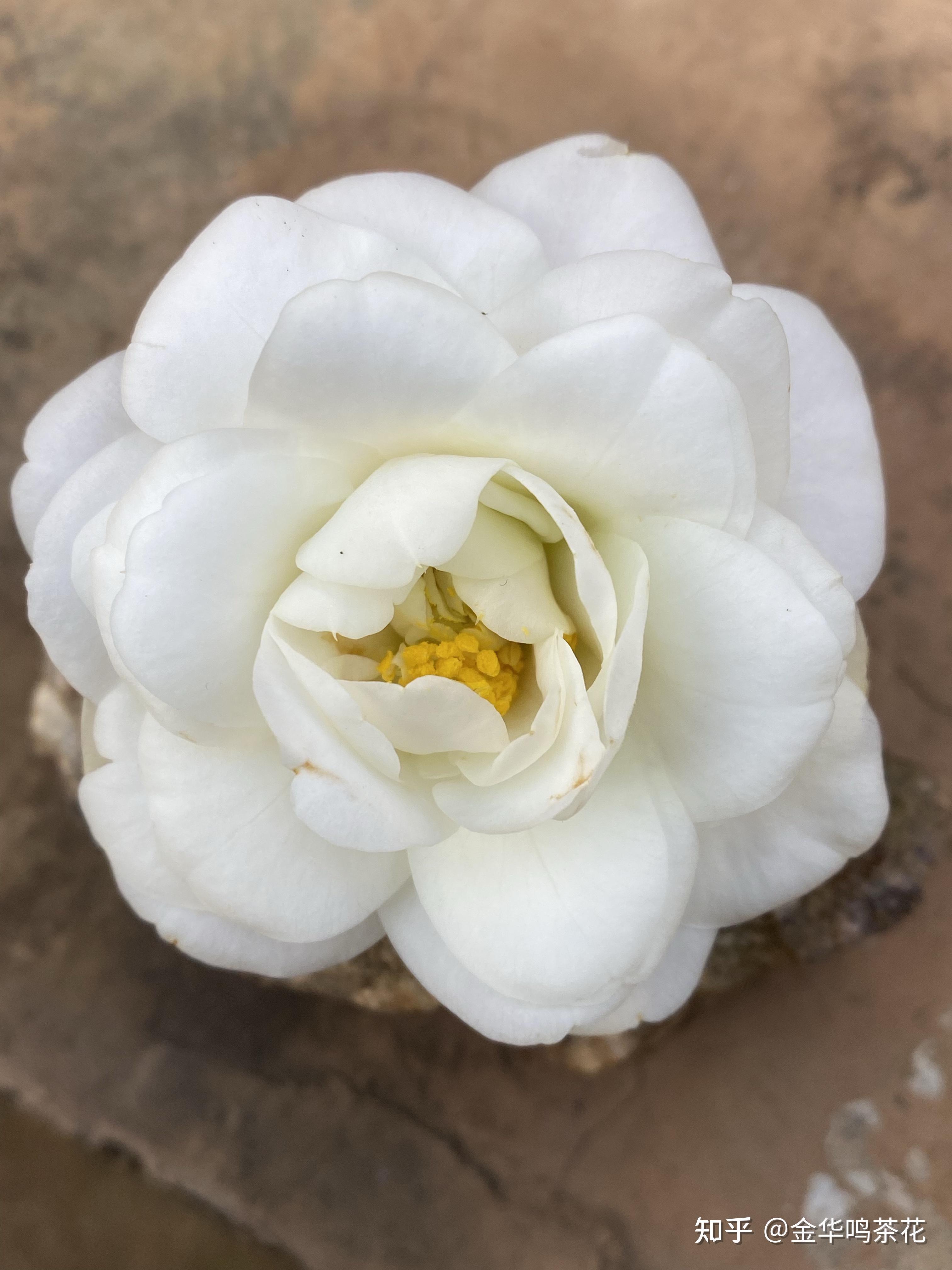 绿珠球茶花 - 知乎