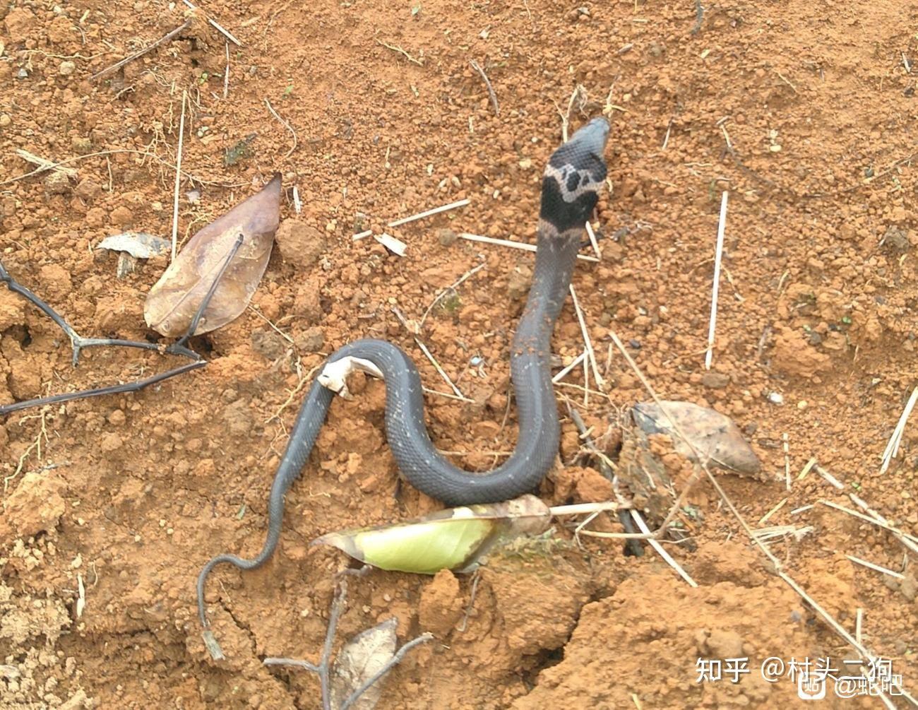 附近在炸山,这是家里发现的第三条蛇了,这是什么蛇呢?