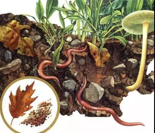 蚯蚓是个宝,有机种植少不了!