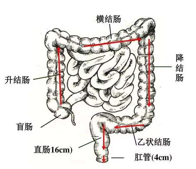 小肠和大肠连接的部位图片