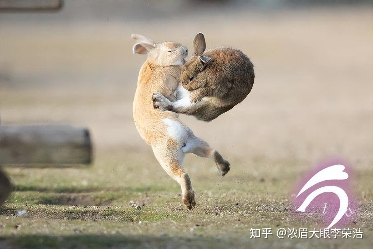 兔子的简单训练动作图片