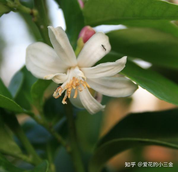 芸香花：春日里的香气仙女 - 知乎