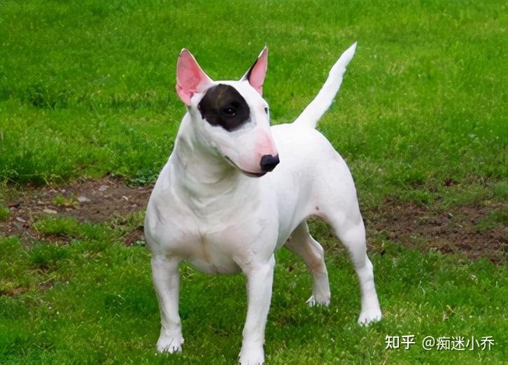 牛头梗