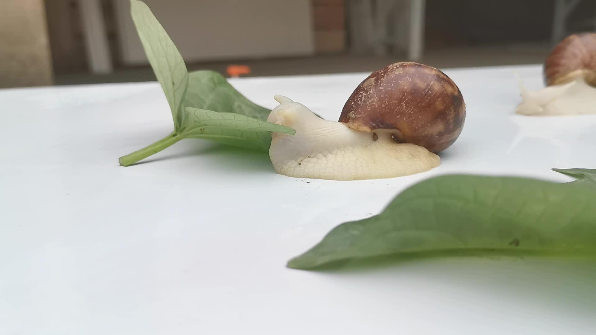 法式焗蜗牛，来了法国一定不能遗忘的美食