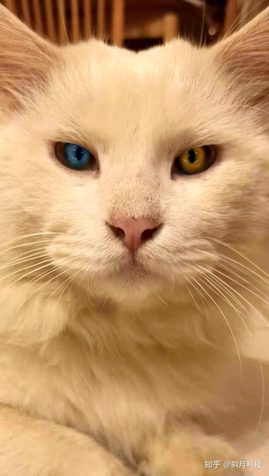 你们见过的最漂亮的猫眼睛是什么颜色?