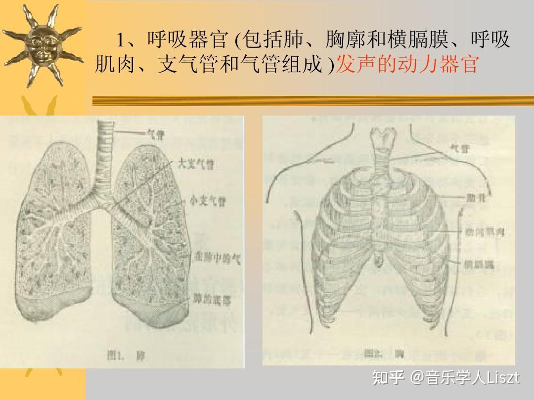 声乐中横膈膜应该怎么用力