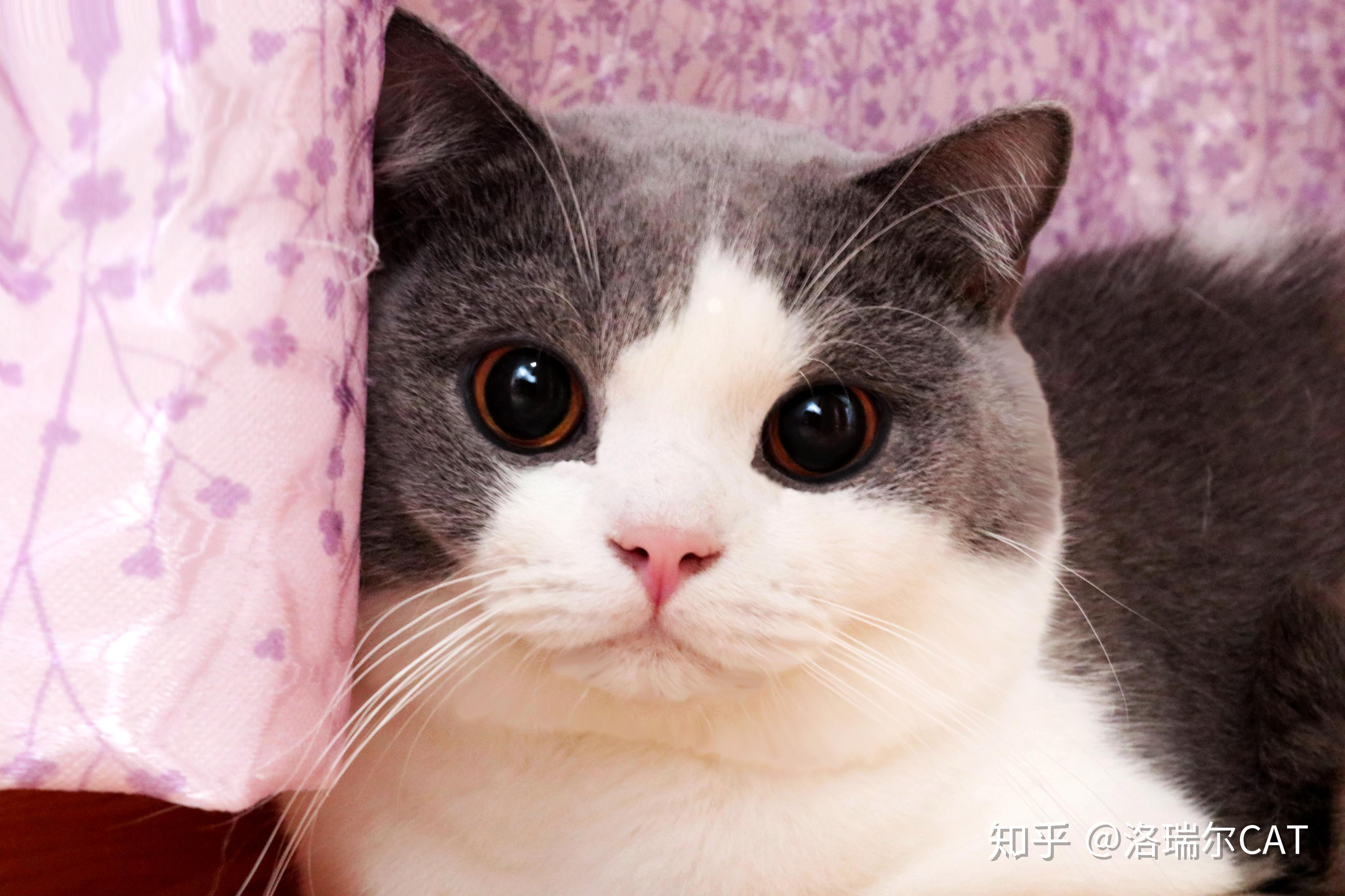 如何辨别英国短毛猫? - 知乎