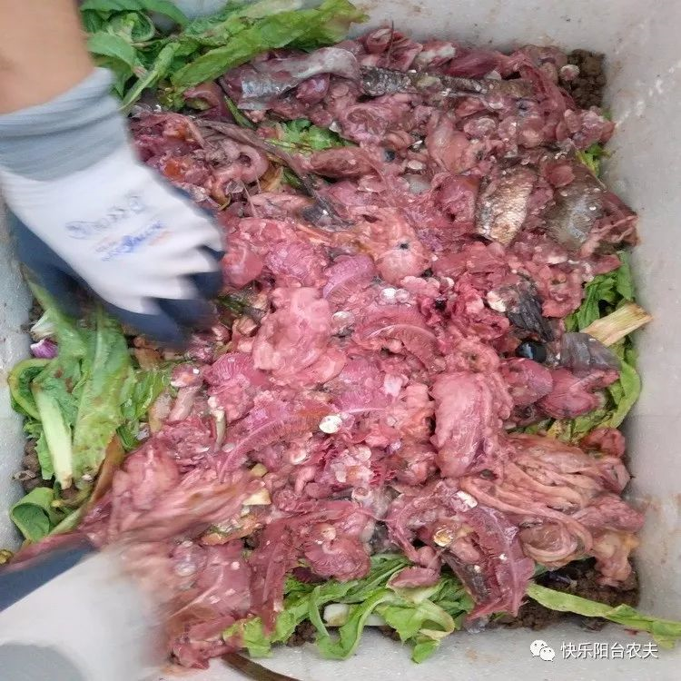 完全不臭的鱼肠堆肥方法建议收藏
