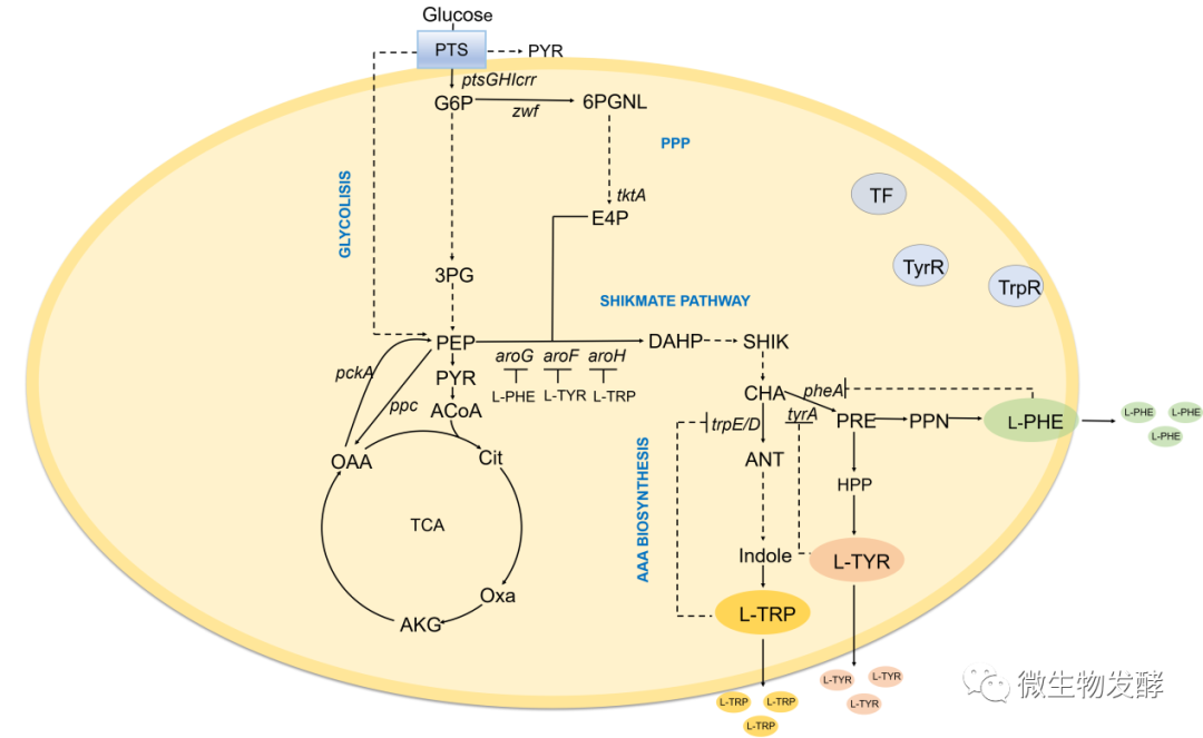 发酵前沿芳香族氨基酸生物合成的影响因素及改造策略