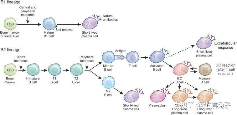b细胞的发育过程