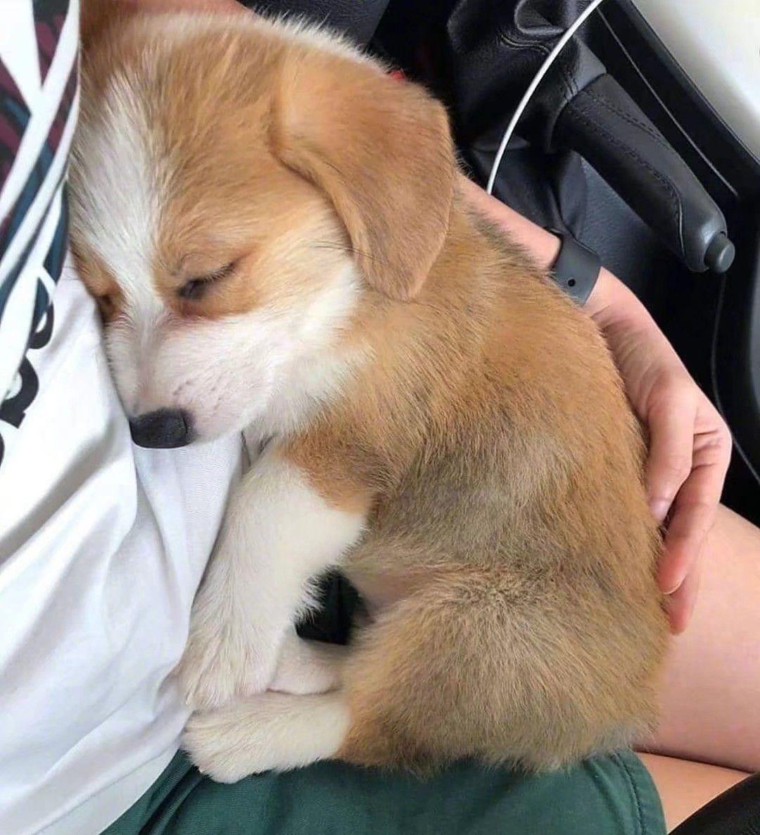 有哪些可爱的狗狗头像? - 知乎