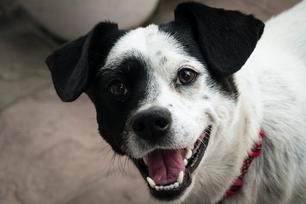 狗为啥改不了屎 v2-73982e54a11896e7f530157a966f25a6_1440w.jpg?source=172ae18b