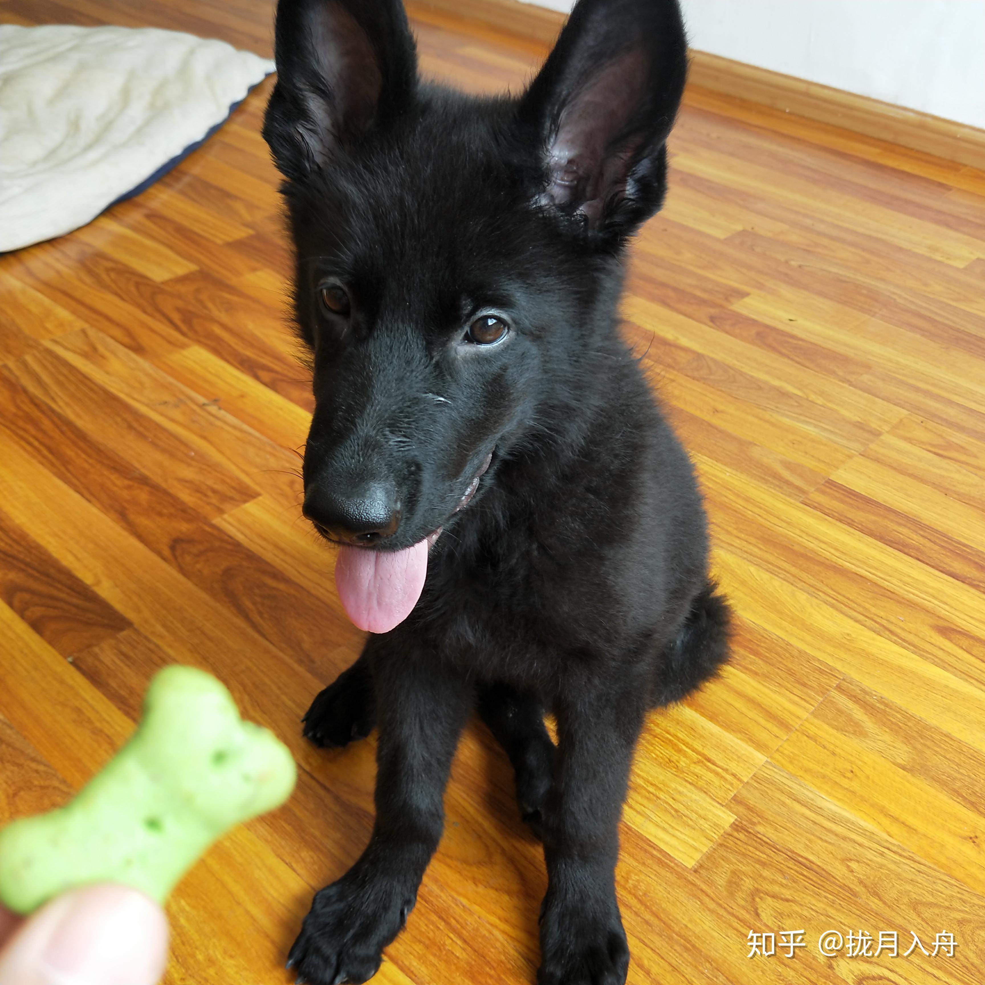 初次养德牧,马上四个月大了,准备着手训练,有什么合适的作为奖励的