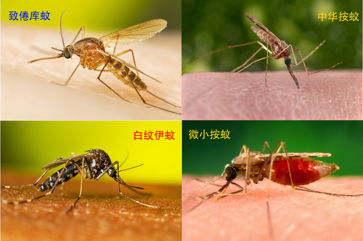 我国主要的蚊子种类