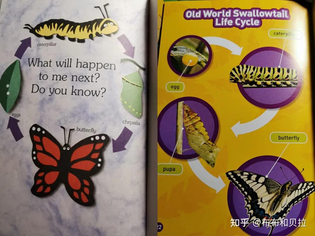 一篇文章告诉你英文绘本亲子共读的正确打开方式