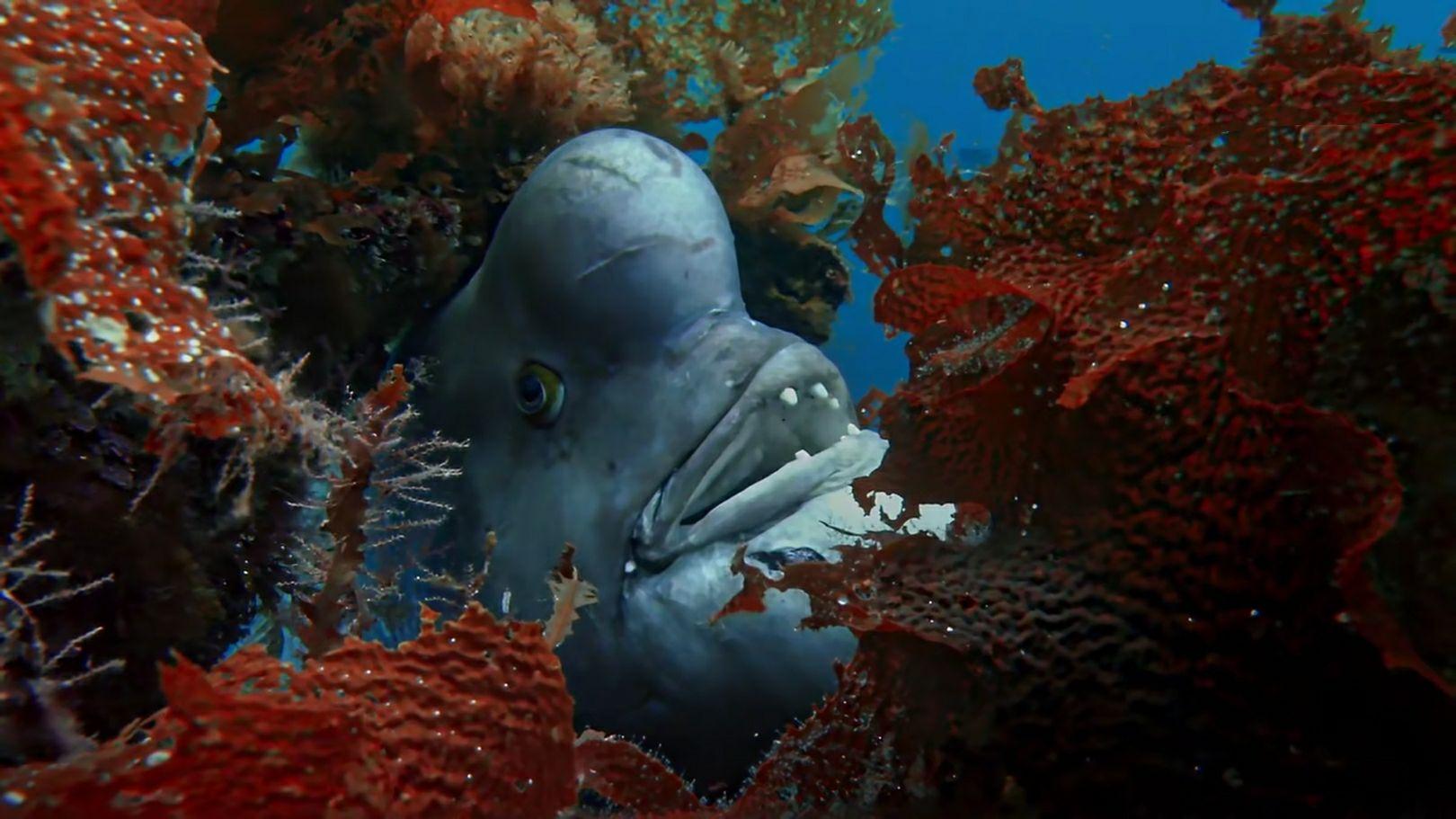 如何评价bbc纪录片蓝色星球2blueplanetii