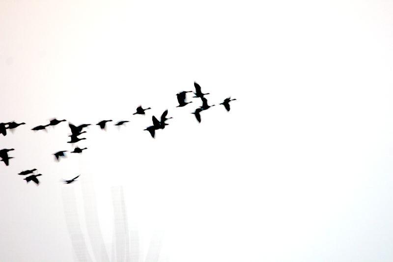 找一张类似这个大雁图片,是几只大雁盘旋而上的,也是黑白的?