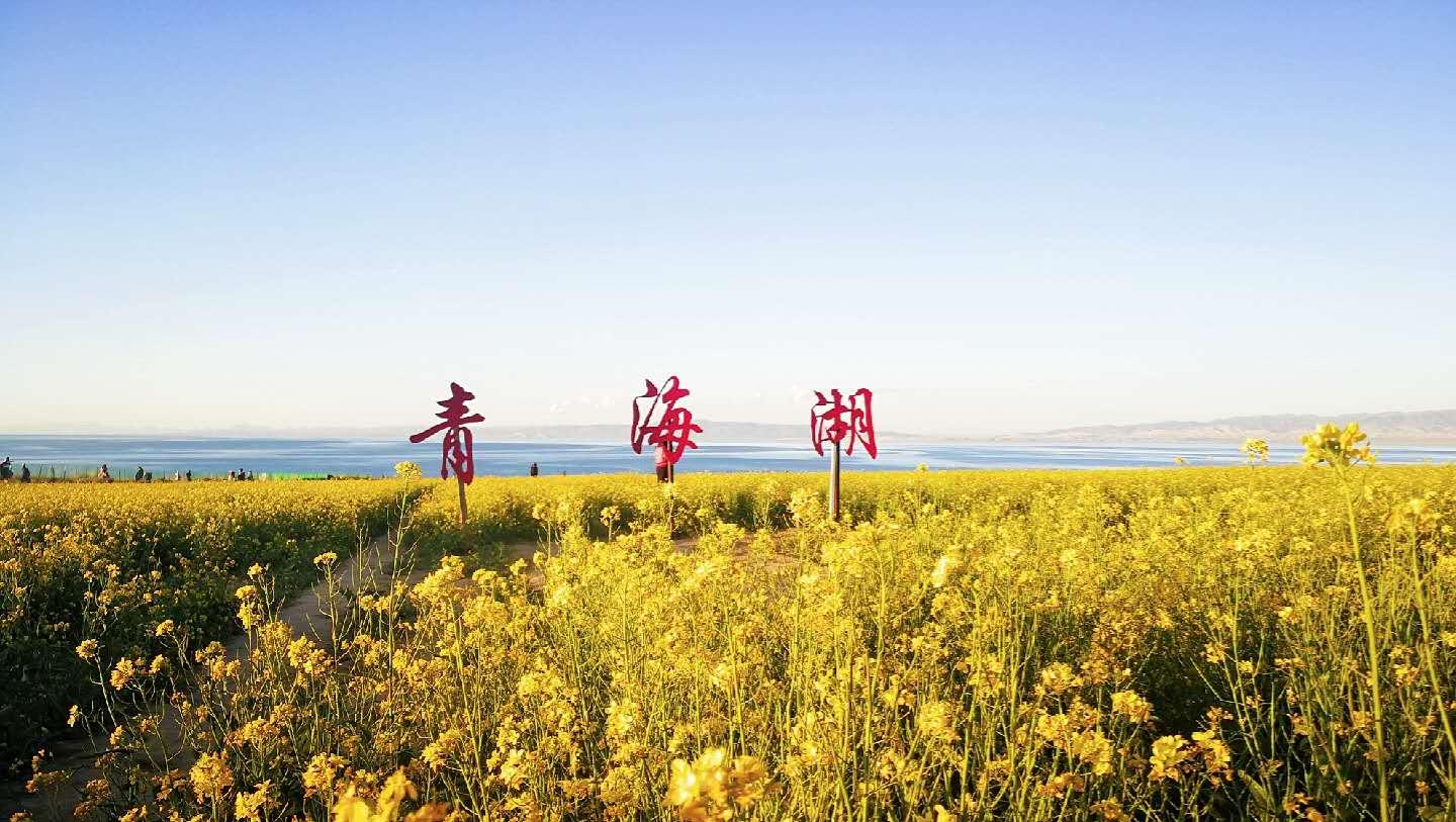 青海湖畔格桑花开