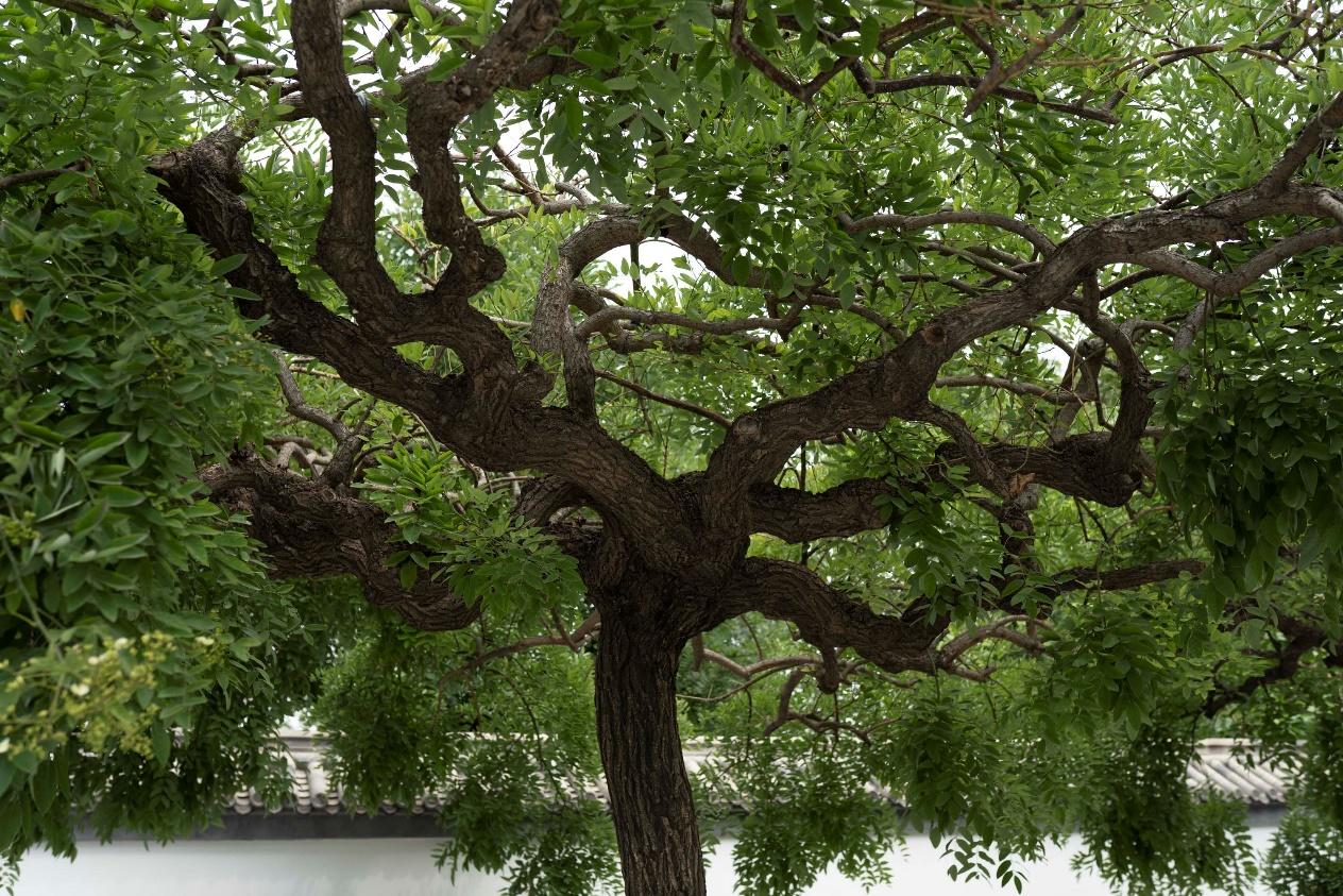 槐树一直在饱受争议中度过